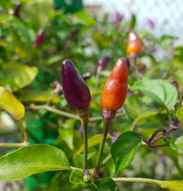 Decorative Pepper Plant